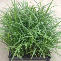 Phoenix roebelenii seeds 1kg