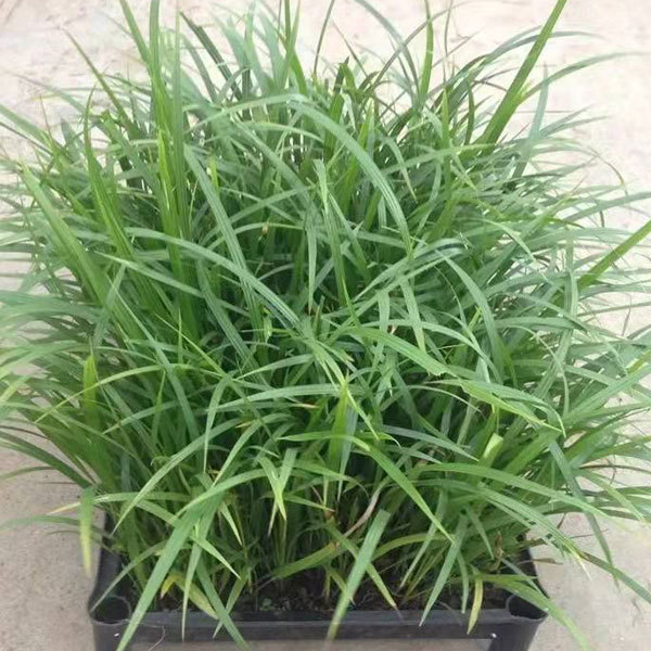 Phoenix roebelenii seeds 1kg