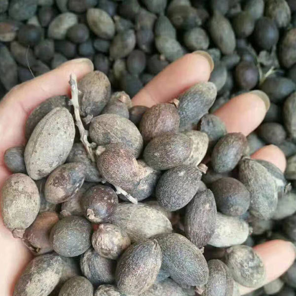 livistona chinensis seeds 1kg