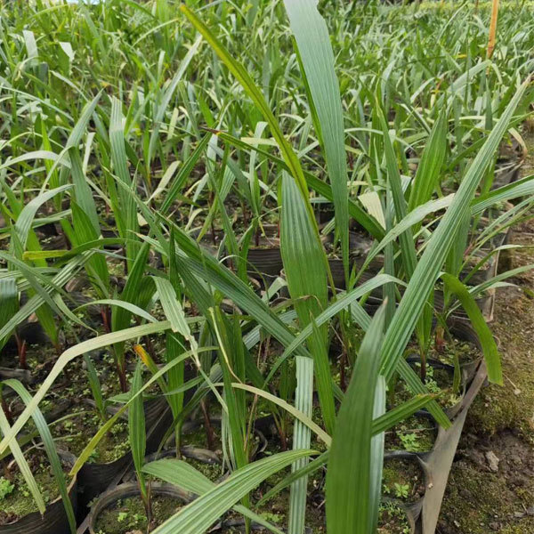 Coccothrinax crinita seeds 1kg