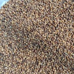 Beaucarnea recurvata seeds