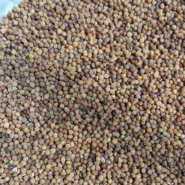 Beaucarnea recurvata seeds