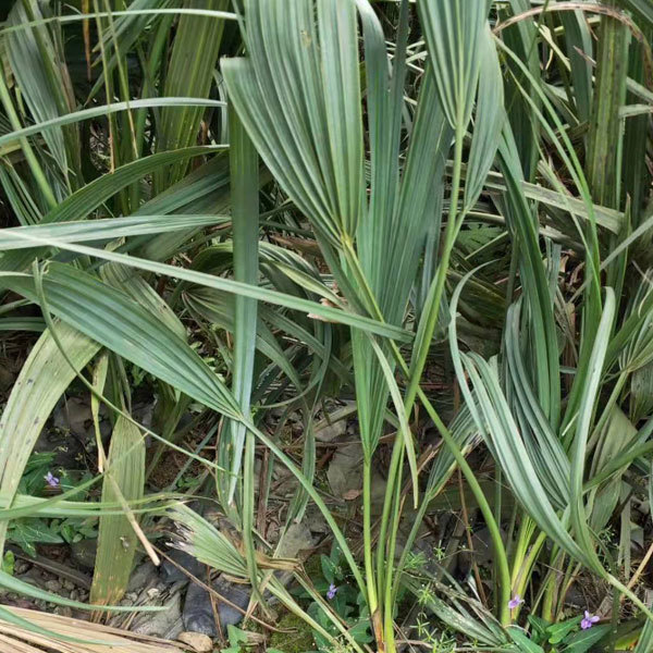 Sabal palmetto seeds