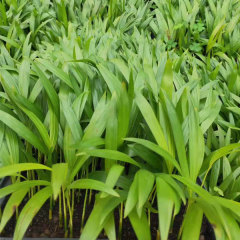 Chrysalidocarpus lutescens seeds/Areca Palm seeds 1kg