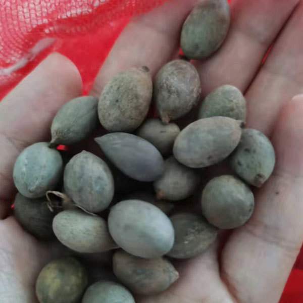Bottle palm seeds