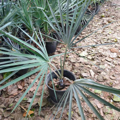 Bismarckia nobilis seeds