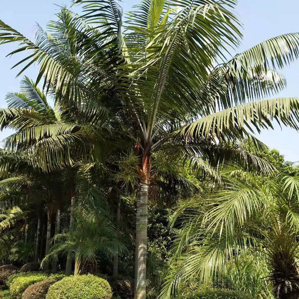 Dypsis leptocheilos seeds