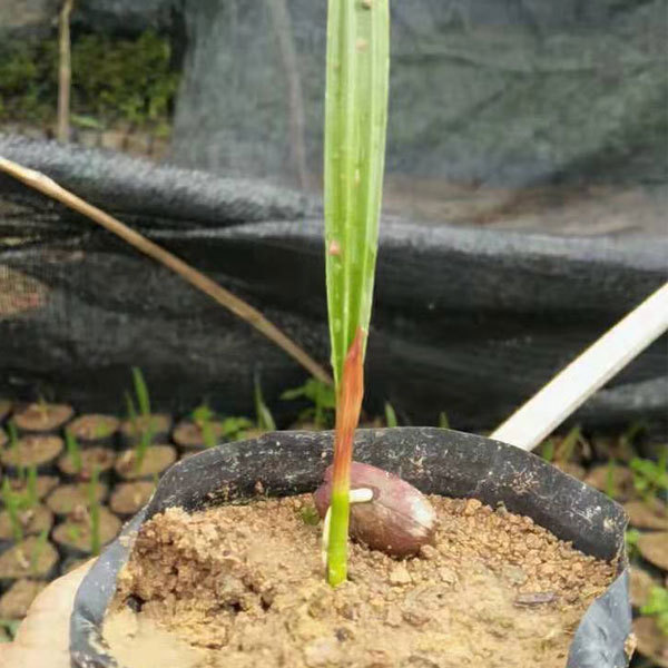 Phoenix canariensis seeds 1kg