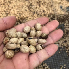 Chrysalidocarpus lutescens seeds/Areca Palm seeds 1kg