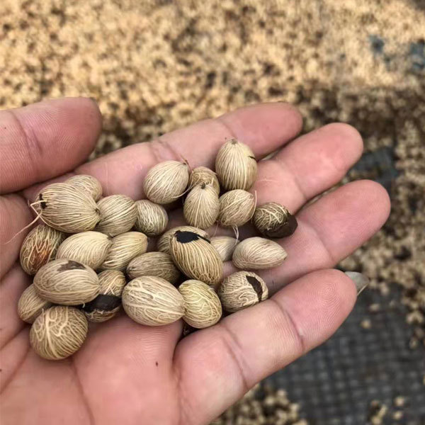 Chrysalidocarpus lutescens seeds/Areca Palm seeds 1kg