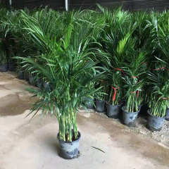 Chrysalidocarpus lutescens seeds/Areca Palm seeds 1kg