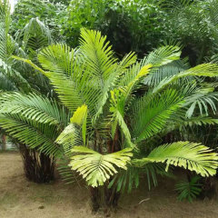 Caryota seeds/fishtail palm seeds 1kg