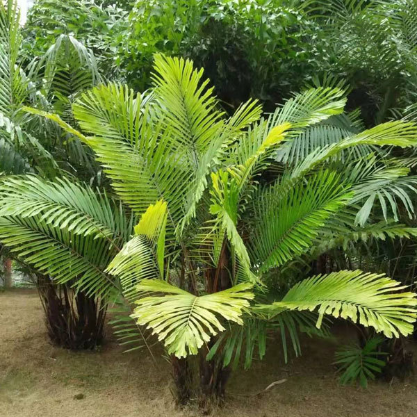 Caryota seeds/fishtail palm seeds 1kg