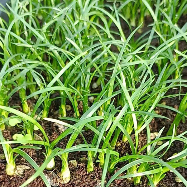 Beaucarnea recurvata seeds