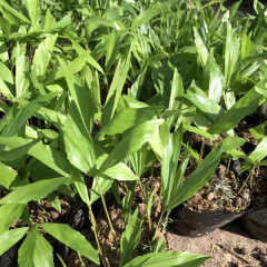 Caryota seeds/fishtail palm seeds 1kg