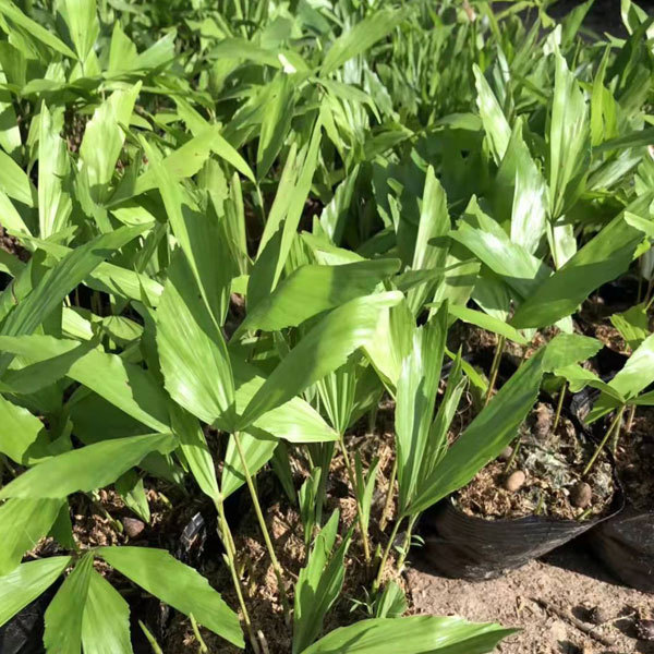 Caryota seeds/fishtail palm seeds 1kg