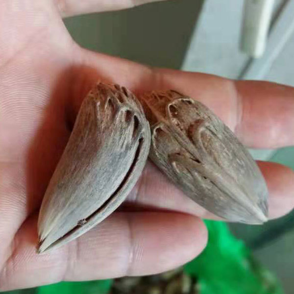 Latania lontaroides seeds/red palm seeds