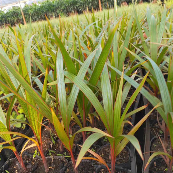 Bottle palm seeds