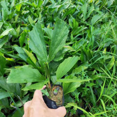 Caryota seeds/fishtail palm seeds 1kg