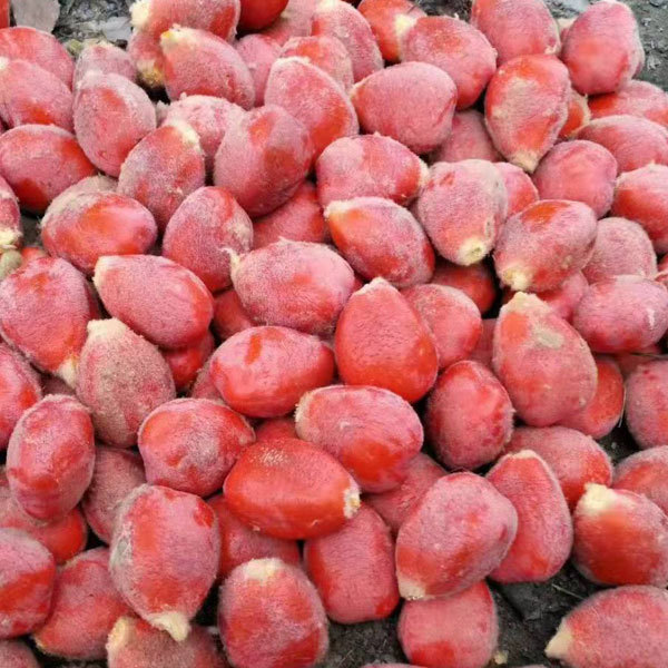 Cycas seeds 1kg