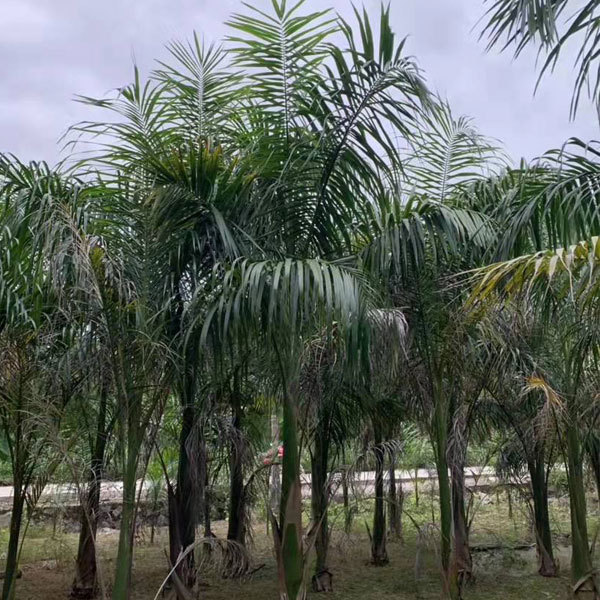 Syagrus romanzoffiana seeds 1kg