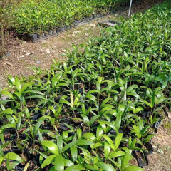 Wodyetia bifurcata seeds/Foxtail palm seeds