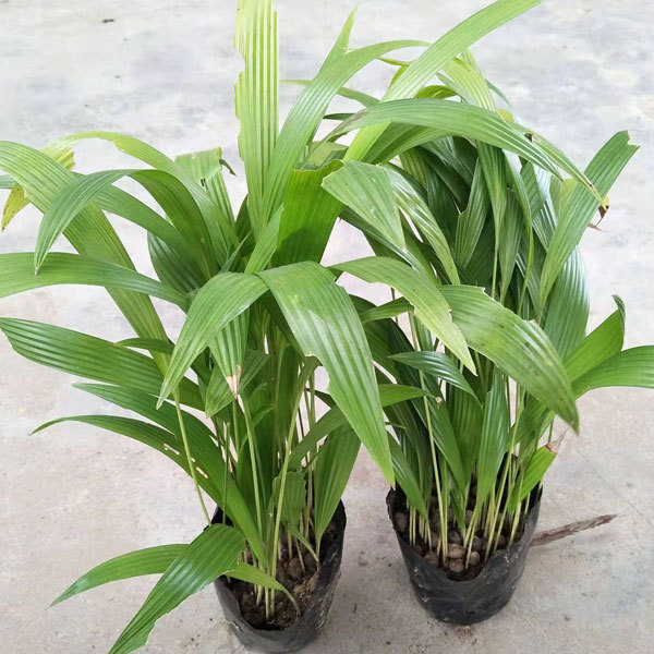 livistona chinensis seeds 1kg