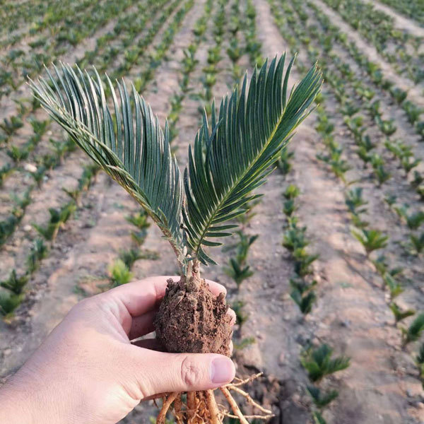 Cycas seeds 1kg
