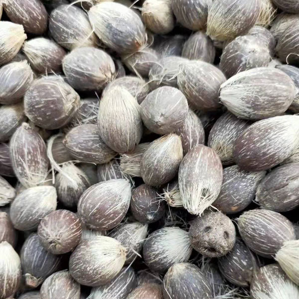 Syagrus romanzoffiana seeds 1kg