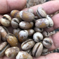 Phoenix canariensis seeds 1kg