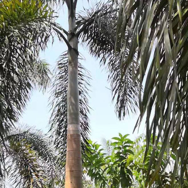 Wodyetia bifurcata seeds/Foxtail palm seeds