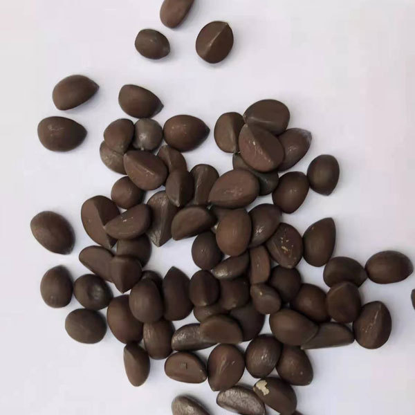 Caryota seeds/fishtail palm seeds 1kg