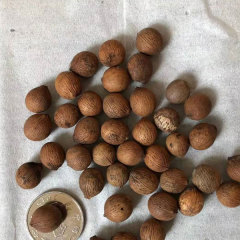 Dypsis leptocheilos seeds