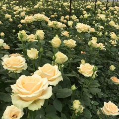 Touchhealthy Supply Rose Seedlings/Rose Small Plant/Rose Young Plant