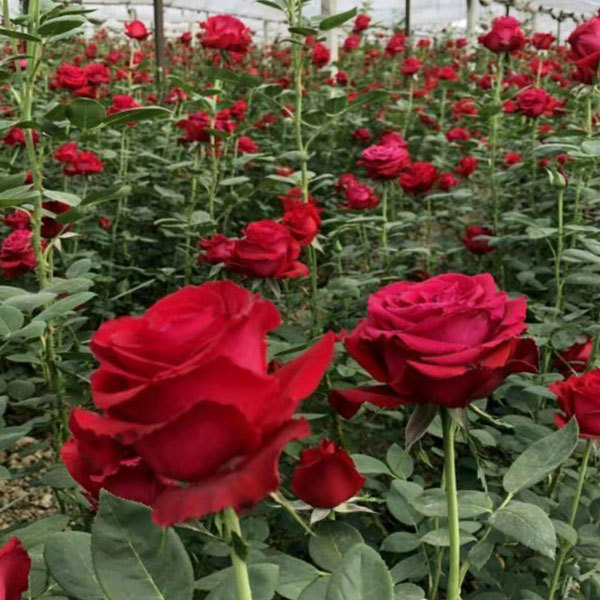 Touchhealthy Supply Rose Seedlings/Rose Small Plant/Rose Young Plant