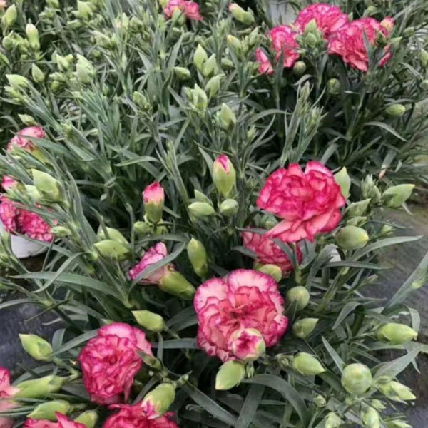 Touchhealthy Supply Dianthus Caryophyllus Seedling/Carnation Seedling