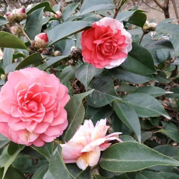 Touchhealthy Supply Camellia Flower Seedling/Camellia Japonica Seedlings