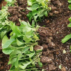 Touchhealthy Supply Gerbera Jamesonii Seedling/Gerbera African Daisy Seedling