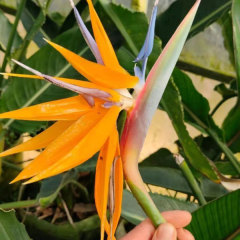 Touchhealthy Supply Strelitzia Reginae Seedling/Strelitzia Nicolai Seedling Flower Seedlings