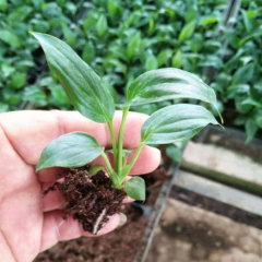 Touchhealthy Supply Spathiphyllum Seedling/Anthurium Seedling