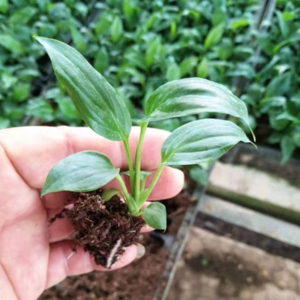Touchhealthy Supply Spathiphyllum Seedling/Anthurium Seedling