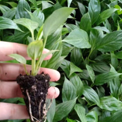 Touchhealthy Supply Spathiphyllum Seedling/Anthurium Seedling