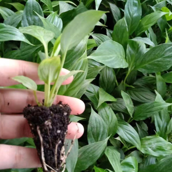 Touchhealthy Supply Spathiphyllum Seedling/Anthurium Seedling