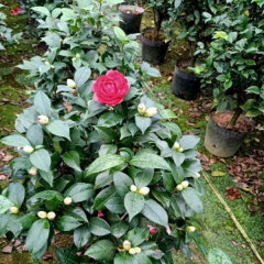 Touchhealthy Supply Camellia Flower Seedling/Camellia Japonica Seedlings