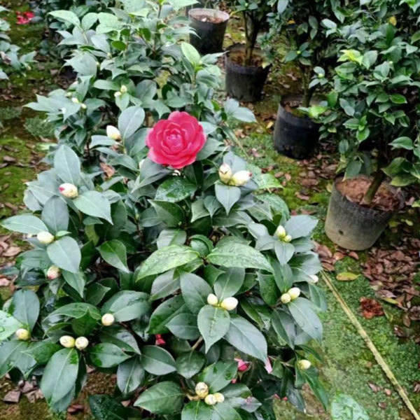 Touchhealthy Supply Camellia Flower Seedling/Camellia Japonica Seedlings