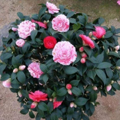 Touchhealthy Supply Camellia Flower Seedling/Camellia Japonica Seedlings