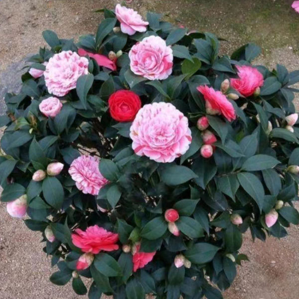 Touchhealthy Supply Camellia Flower Seedling/Camellia Japonica Seedlings