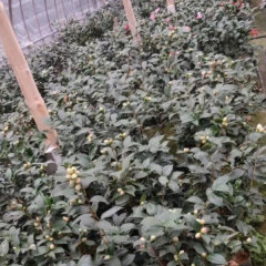 Touchhealthy Supply Camellia Flower Seedling/Camellia Japonica Seedlings