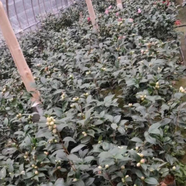 Touchhealthy Supply Camellia Flower Seedling/Camellia Japonica Seedlings