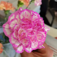 Touchhealthy Supply Dianthus Caryophyllus Seedling/Carnation Seedling
